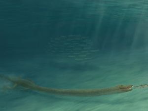 Supporting image for story: 240-million-year-old reptile with giraffe-like neck ‘lived in ocean’
