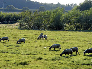 Supporting image for story: Shropshire butchers face spot checks over sheep rustling