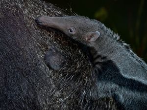 Supporting image for story: Meet Miguel, one of the newest arrivals at Dudley Zoo – Giant anteater is named after Facebook poll