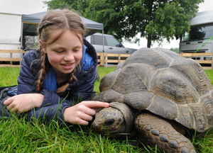 Poppy Grimshaw with a giant tortoise at Staffordshire County Show