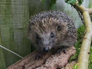 Supporting image for story: Hedgehogs listed as ‘near threatened’ after suffering rapid population declines