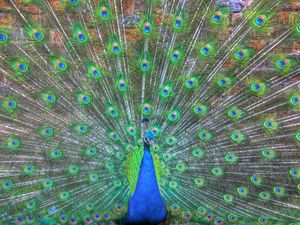 Supporting image for story: Wonderful world of wildlife captured on camera 