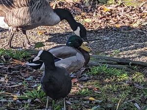 Supporting image for story: Mallard duck survives being shot in the head with 'crossbow bolt' in cruel attack