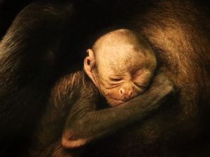 Supporting image for story: New life goes on as zoos operate in difficult times