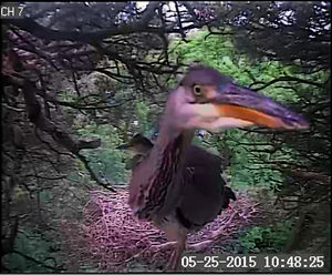 One of the images captured on camera