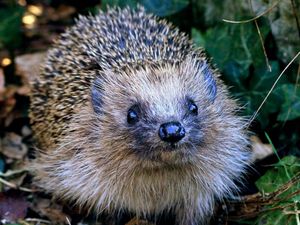 Supporting image for story: Hedgehog highways housing law hailed a 'breakthrough' by Shropshire charity