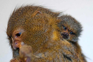 Supporting image for story: Babies born at Dudley Zoo in 2015