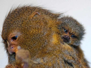 Supporting image for story: Babies born at Dudley Zoo in 2015