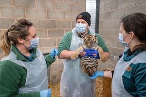 Now at eight weeks old, the cubs have had their first health checks: Photo: Matthew Lissimore