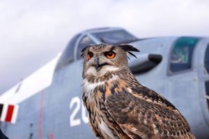 Residents can enjoy displays of birds of prey at the RAF Museum's Summer of Fun 'n' Flight event. Picture: RAF Museum.
