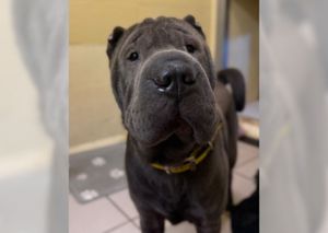 Dogs Trust Shrewsbury is appealing for help in finding a Shar Pei called Hank, who is missing and was last seen in the Broughall area of Whitchurch