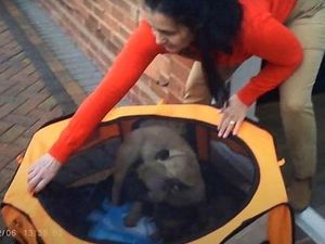 Supporting image for story: Kidderminster woman fined for illegal puppy breeding after undercover investigation