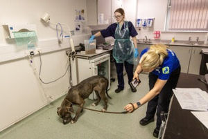 Fortunately, with the help of the police, Cara was able to take Bella to safety