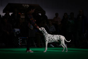 A Dalmatian at the Birmingham National Exhibition Centre (NEC) for the fourth day of the Crufts Dog Show. Photo credit: Aaron Chown/PA Wire