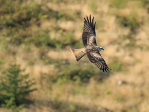 Supporting image for story: Rhodes on beautiful kites, dodgy degrees and 18-month NHS wait 