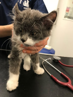 Kitten Berlioz suffered physical abuse at the hands of his former owner in the West Midlands resulting in multiple fractures to his skull and ribs.