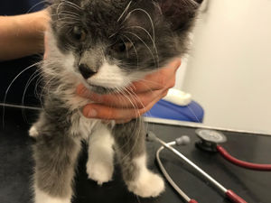 Supporting image for story: Animal beatings on the rise in Shropshire say RSPCA - with a case reported in the UK every 15 minutes