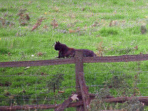 Supporting image for story: Special feature: Could big cats be prowling Shropshire?