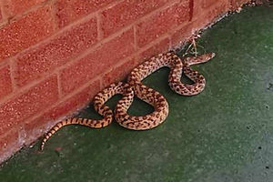 Supporting image for story: Snake fails to charm Shropshire family after slippery encounter in back garden