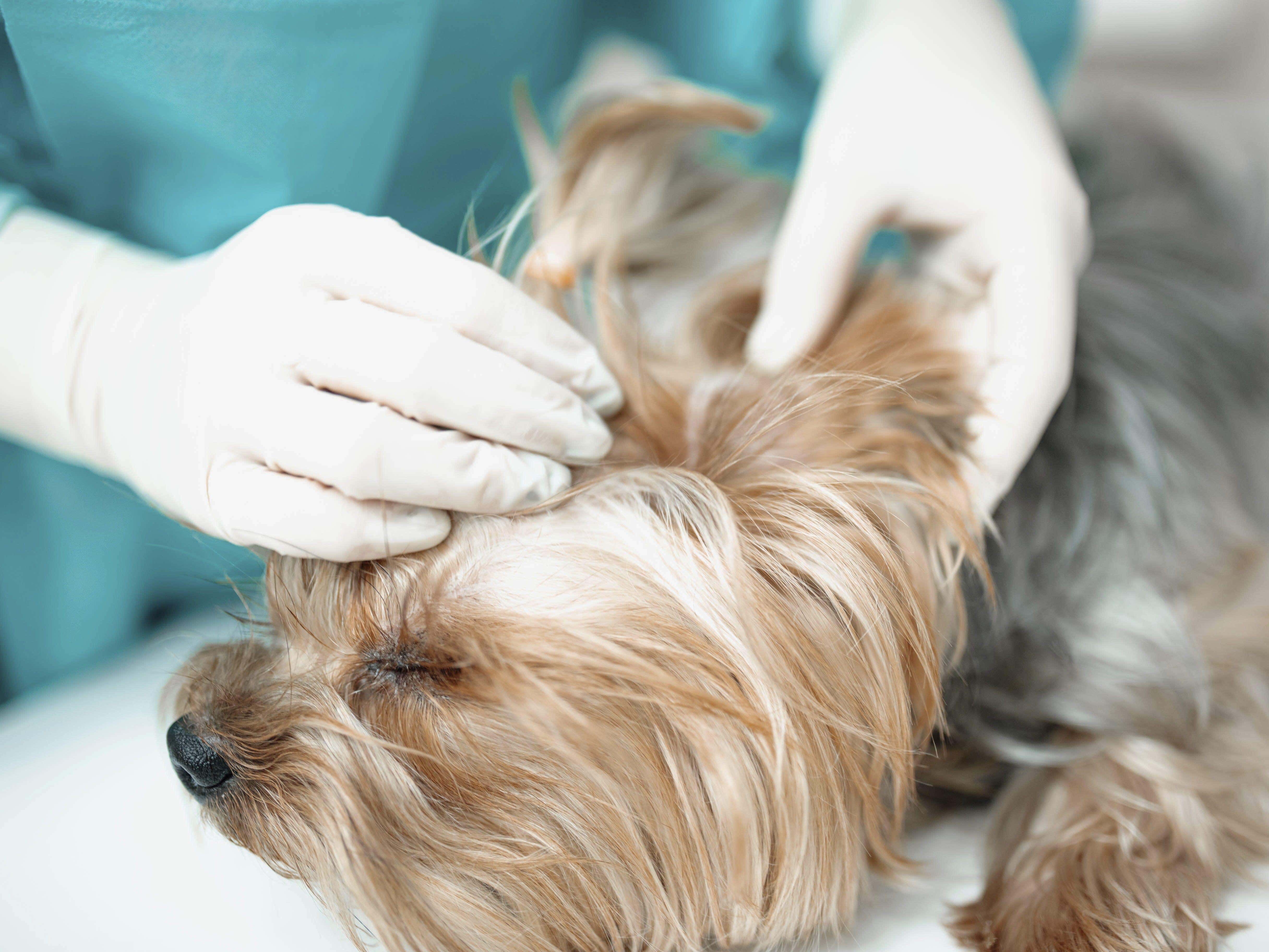 A relaxed dog is gently handled by a vet during an examination