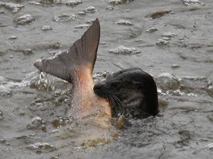 Supporting image for story: Otter catch of the day at Ludlow weir