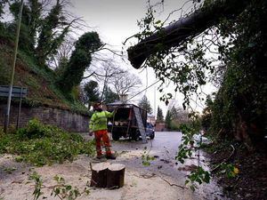 Supporting image for story: Traffic chaos after fallen tree blocks Wolverhampton road