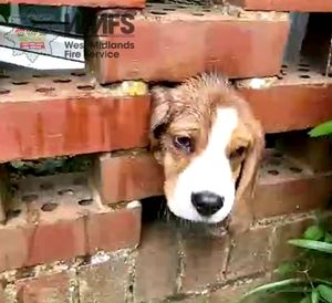 Beagle puppy Jeremy has been rescued after becoming trapped in a wall. Picture: West Midlands Fire Service
