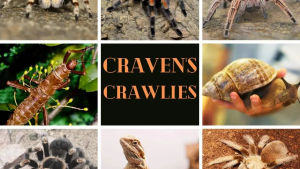 Craven's Crawlies will be at the family fun day with an array of animals