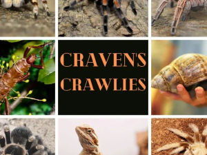 Supporting image for story: Learn about some exotic animals from around the world at a Llandrindod Wells family day