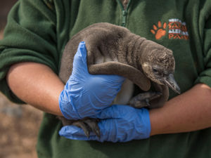 Supporting image for story: Baby penguin is first born at park for 44 years