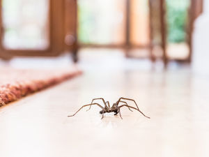 Supporting image for story: What kind of spiders might be found at home, and how to get rid of them