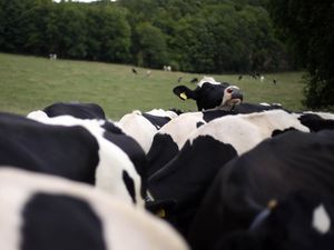 Supporting image for story: Bovine TB should be treated with the urgency seen during Covid, scientists say
