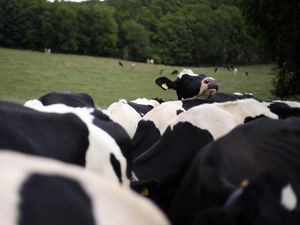 Supporting image for story: Bovine TB should be treated with the urgency seen during Covid, scientists say