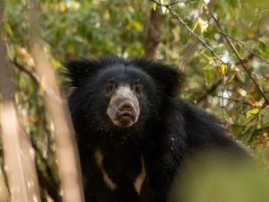 Sloth bear