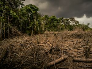 Supporting image for story: Five supermarket bosses commit to halve environmental impact by 2030