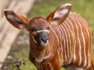 Supporting image for story: Zoo staff celebrate birth of critically-endangered mountain bongo calf