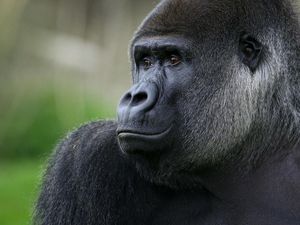 Supporting image for story: Gorillas’ territorial behaviour ‘could reveal clues about human evolution’