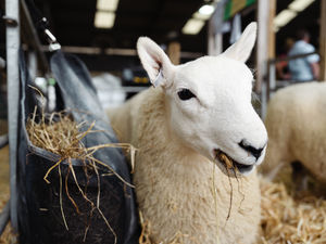 Supporting image for story: Sheep Village “Cynefin” to be launched by RWAS and NSA at the Royal Welsh Show