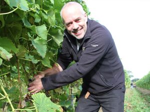 Supporting image for story: Vineyard appeals for volunteers for upcoming grape harvest