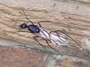 Supporting image for story: Flying Ant Day: Video shows dozens of ants taking flight - Do flying ants bite? Where do ants nest?