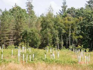 Supporting image for story: Tree planting hits 20-year high in England but drops in Scotland, figures show