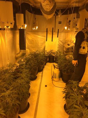 Plants were growing in a room with heating and ventilation