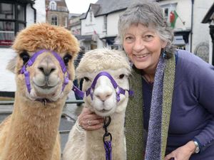 Supporting image for story: Video and pictures: A thrilling yarn as alpacas star in Church Stretton
