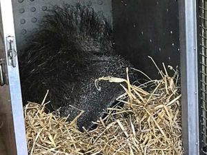Supporting image for story: Anteater is settling in its new home at Dudley Zoo