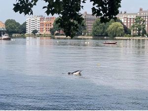 Supporting image for story: Appeal for people to stay away from dolphin spotted in River Thames