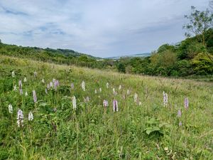 Supporting image for story: Natural England boss reveals concern over budget for nature restoration