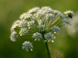 Supporting image for story: Foragers rescued from Welsh island after eating suspected hemlock