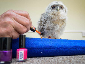 Supporting image for story: Owl's talons get colourful manicure