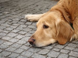 Supporting image for story: New order proposed over anti-social dog ownership 