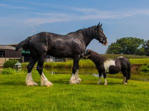 Supporting image for story: Shire horse Gunner retires to the county